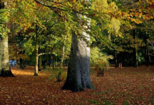 Wallwood景点图片