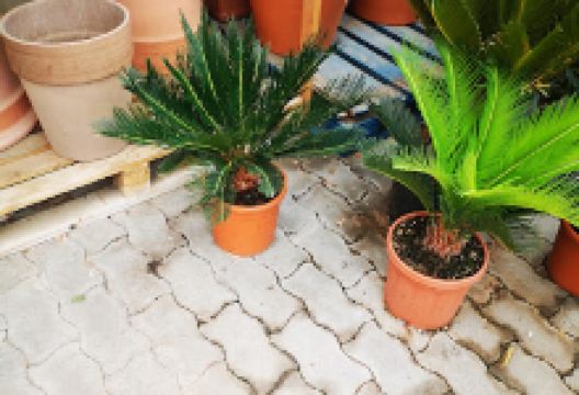 Bauecker-Díszfaiskola Kft.购物图片