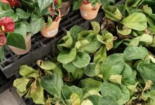 Walmart Garden Center购物图片