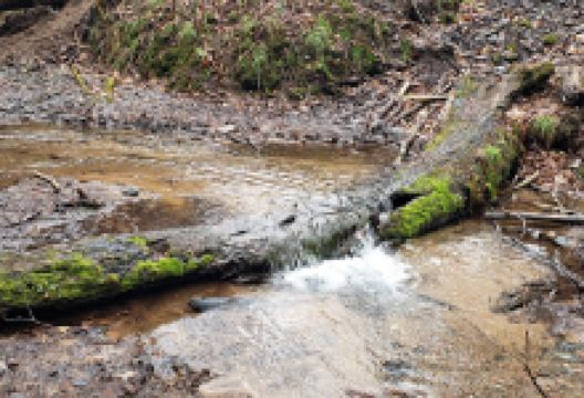 Wind in the Pines Nature Park景点图片