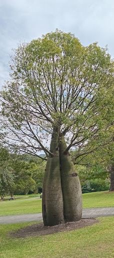 卧龙岗植物园-Keiraville