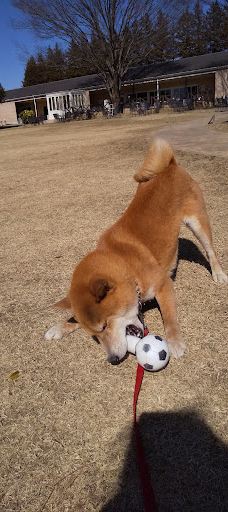 世界名犬牧场-前桥市