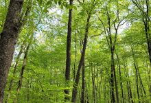 Towner Hill景点图片