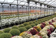 Plantas Gamigo购物图片