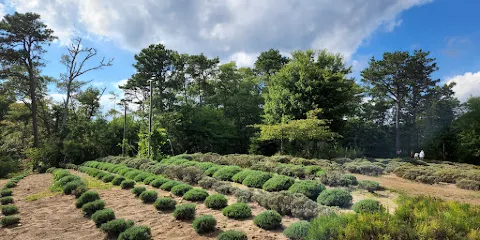 Cape Cod Lavender Farm