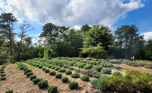 Cape Cod Lavender Farm