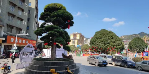 山水瑤城景區-羅漢松