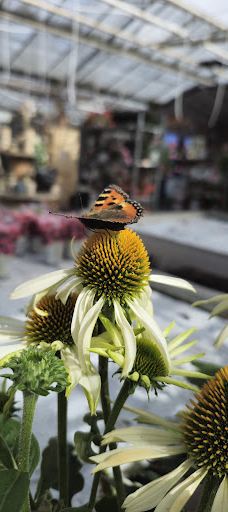 Flora Frankfri - Frankfri Flowers-措默鲁普