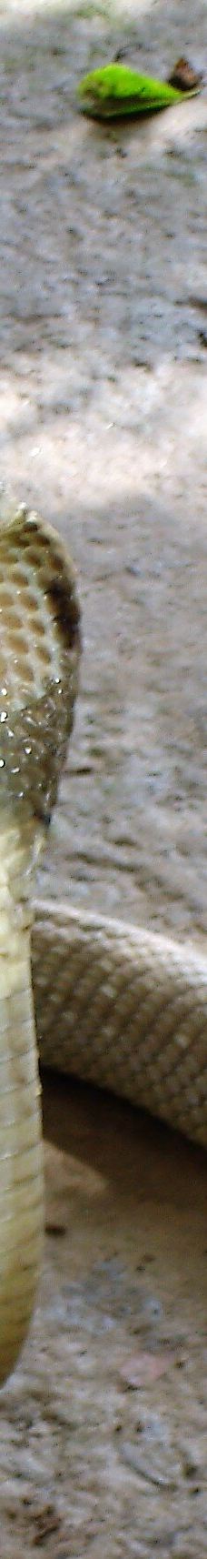 Dong Tam Snake Farm-周城县