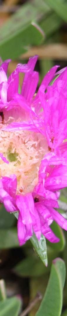 Jardin Botanico Marimurtra-布拉内斯