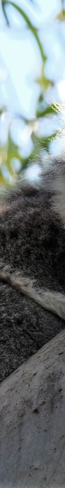 坎尼特河沿岸考拉步行道-Kennett River