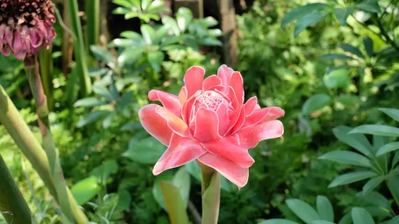 The Blooms Orchid Park