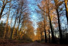 Wentwood Forest景点图片