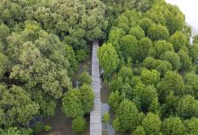 Sky View Tower and Mangrove Research Center景点图片