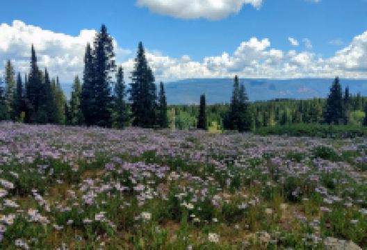 Thomas Lake Trail景点图片