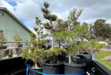 Muranaka Bonsai Nursery购物图片
