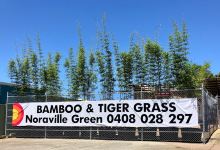 Noraville Green & Bamboo Online购物图片
