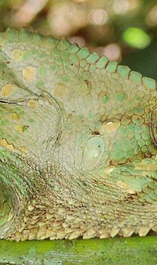 Finca Cantaros-圣维托