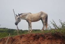 Paseos a Caballo景点图片