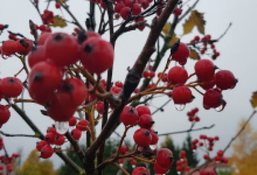 Sietiņš GO购物图片