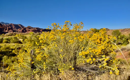 Red Cliffs Campground