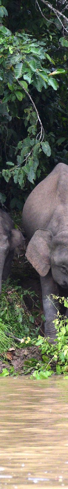 京那巴当岸河-基纳巴唐岸