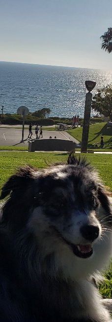 Salt Creek Beach-达纳点