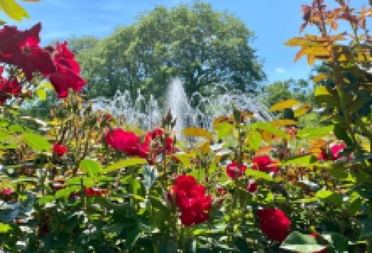 Columbus Park of Roses景点图片