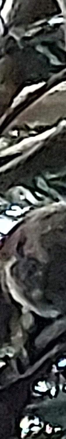 坎尼特河沿岸考拉步行道-Kennett River