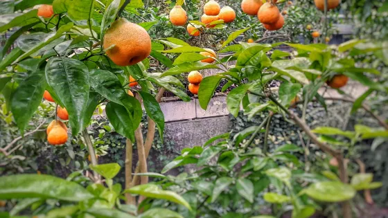 Botanical Gardens （Ogrod Botaniczny）