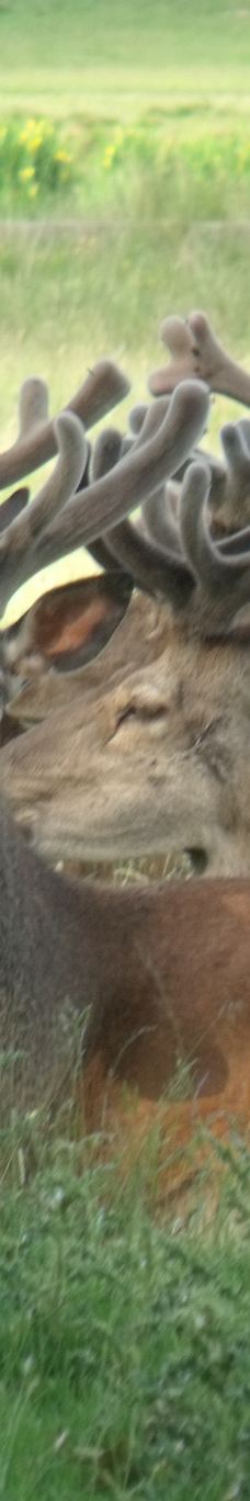 Tatton Park Country Park-纳茨福德