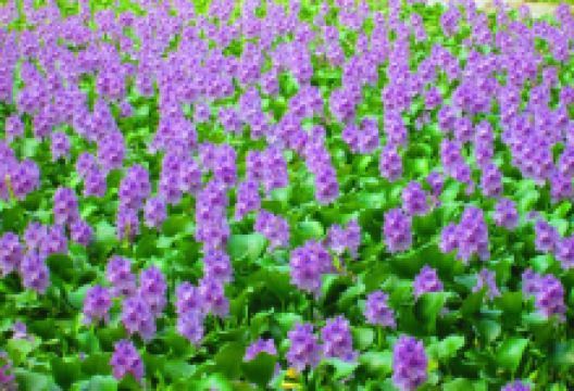 Tree of Life Wildlife Rescue Center and Botanical Gardens景点图片