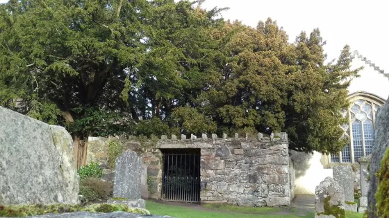 Fortingall yew