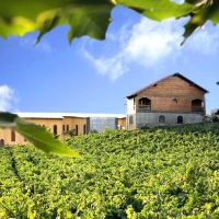 本图贡萨尔维斯图片