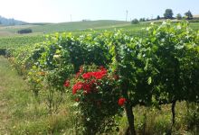 Cascina I Carpini景点图片