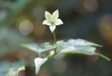 Green land spice garden购物图片