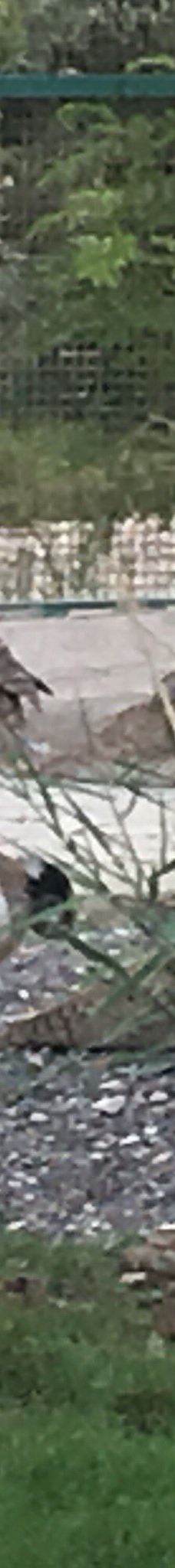 Bandarabbas Birdgarden-阿巴斯港