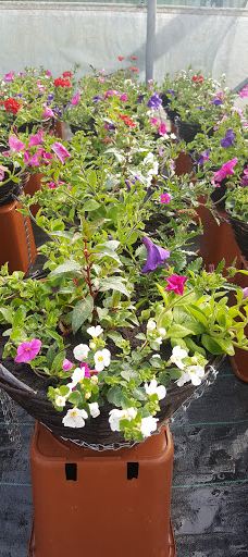 Rainbow Plant Centre-米德尔斯堡