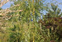 Jardinerie Delbard Varades购物图片