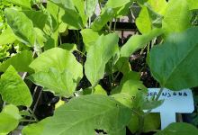 Manos verde vivero Lincoln购物图片