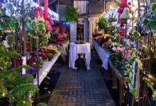Dandelion Acres Garden Center购物图片