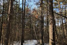 Mass Audubon's Nashoba Brook Wildlife Sanctuary景点图片