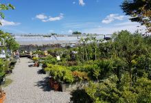 Horpestad Plant Sales购物图片