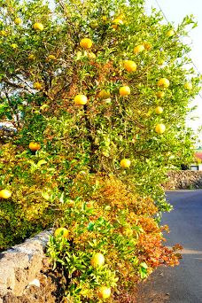 为美里山茶树群-西归浦市