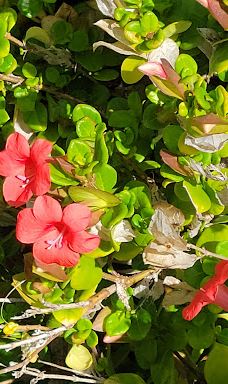 Kapalua Coastal Trail-卡帕拉奥阿