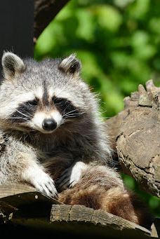 海德堡动物园-海德堡