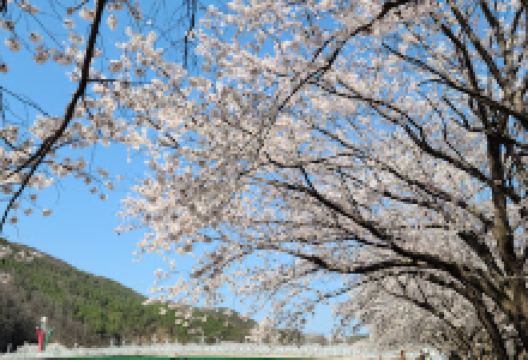 Seonbawi Tourist Park景点图片