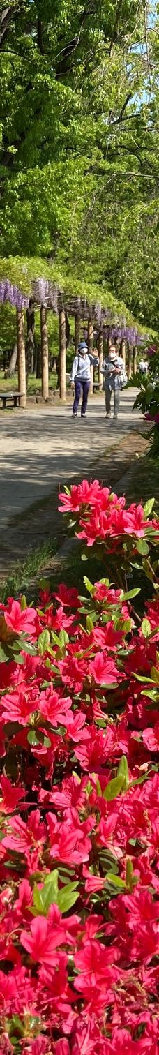 名城公园-名古屋