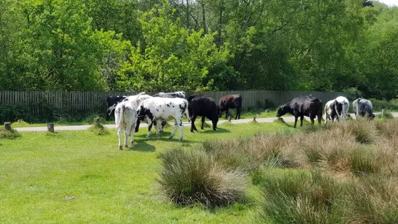 Sutton Park National Nature Reserve