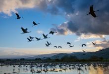 Hula Nature Reserve景点图片